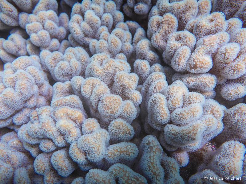 Storage site for microplastics: stony corals.