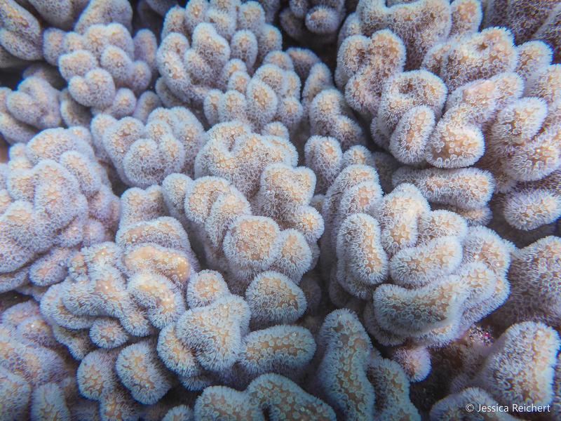 Storage site for microplastics: stony corals.