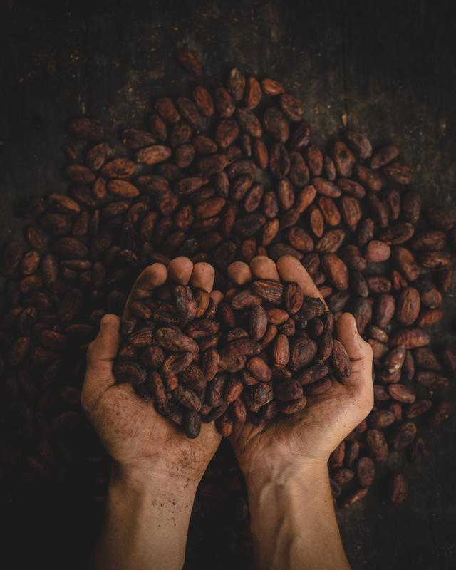 Kakaoernte: Häufig arbeiten Kinder mit