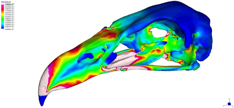 Das 3D Computermodell des Schädels des Haastadlers zeigt die Verteilung der Formveränderung beim Zurückziehen des Schädels während der Nahrungsaufnahme. Die Verformungen waren beim Haastadler am geringsten, vergleichbar mit denen des Andenkondors.