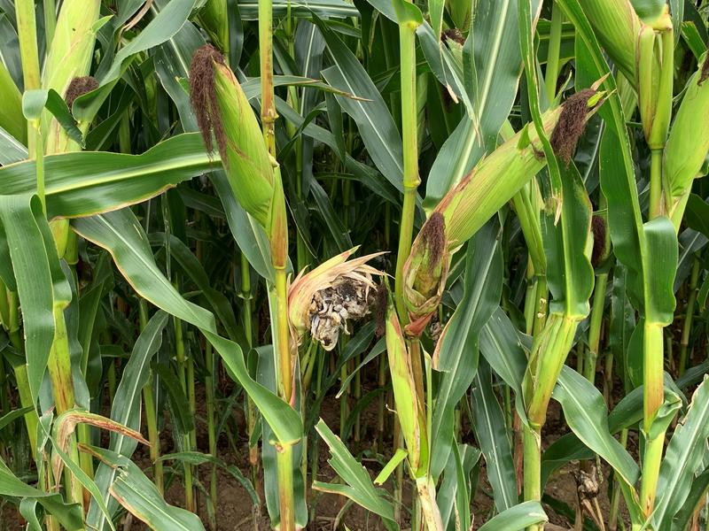 Das Team um Prof. Dr. Kai Heimel untersucht unter anderem den Pilz Ustilago Maydis, der als Pflanzenschädling gilt.