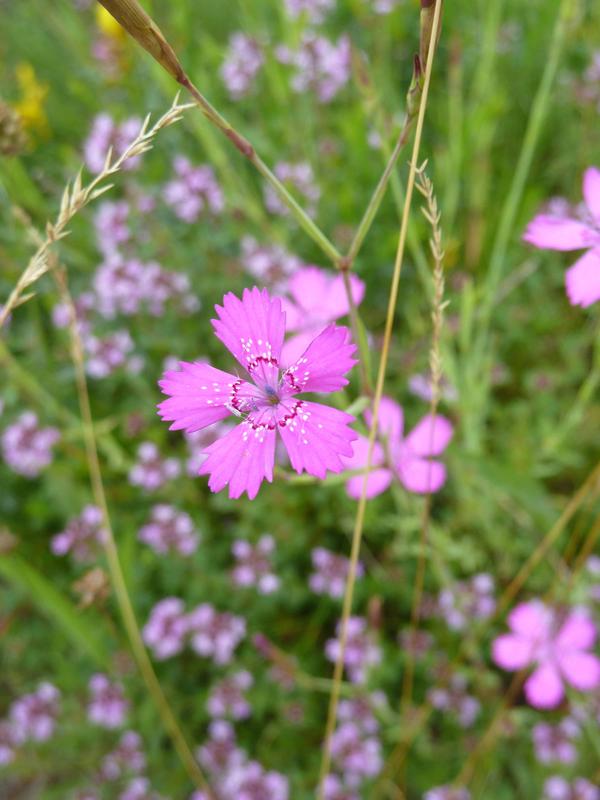 Der „Rothmaler“ hilft bei der Pflanzenbestimmung, wie etwa der Heide-Nelke (Dianthus deltoides). 