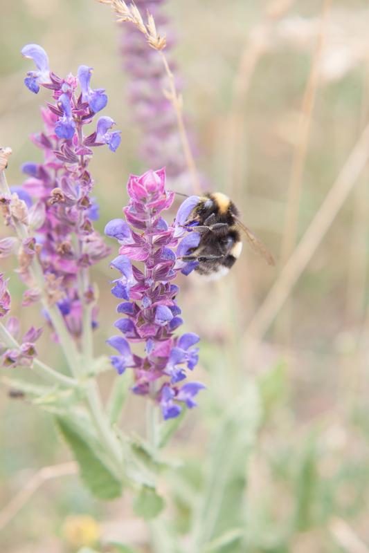 Auch der Steppen-Salbei (Salvia nemorosa) ist in dem 1.000 Seiten starken Buch zu finden. 