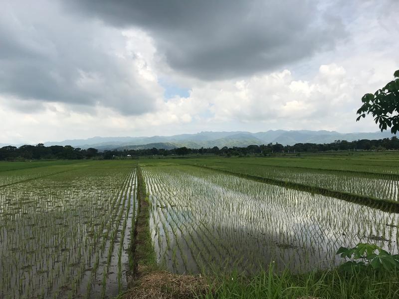 Geflutetes Reisfeld mit jungen Pflanzen im Distrikt Kulon Progo, Yogyakarta, Indonesien
