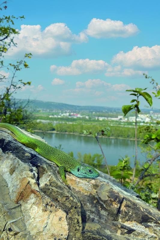 Östliche Smaragdeidechse (Lacerta viridis) 