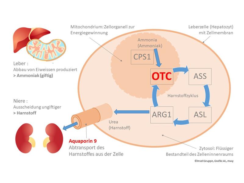 Harnstoffzyklus: Rolle von OTC und Aquaporin 9