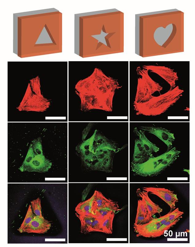 Laser scanning microscope images of BJ fibroblasts on differently structured films of recombinant spider silk. Red: the F-actin cytoskeleton, green: the protein vinculin, blue: the nucleus overlaid by these cell components.