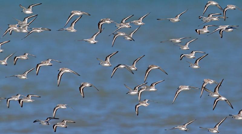 Ein Schwarm Sanderlinge (Calidris alba), ein Langstreckenzieher unter den Küstenvögeln. Wahrscheinlich profitieren die Tiere von der hellen Färbung, um eine Überhitzung während der Wanderung zu vermeiden.  