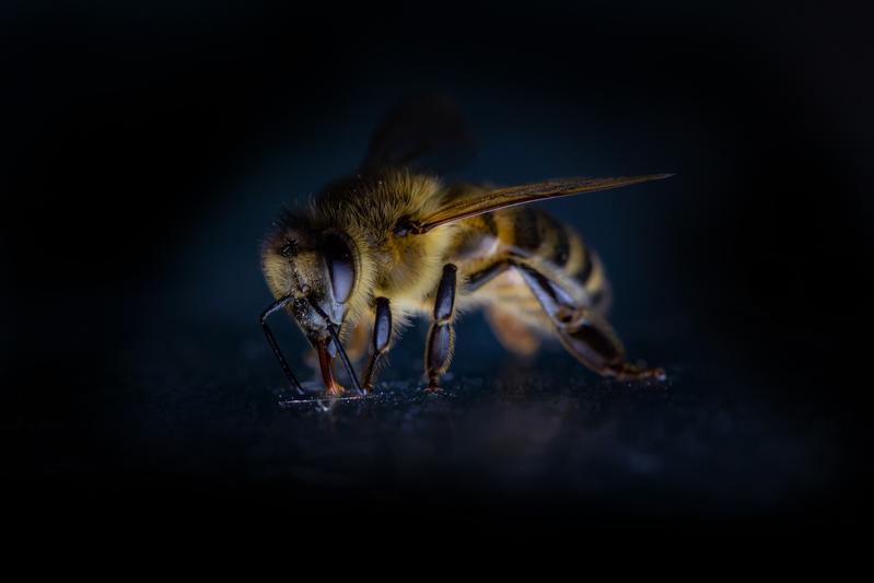 „Unsere“ Honigbiene, Apis mellifera