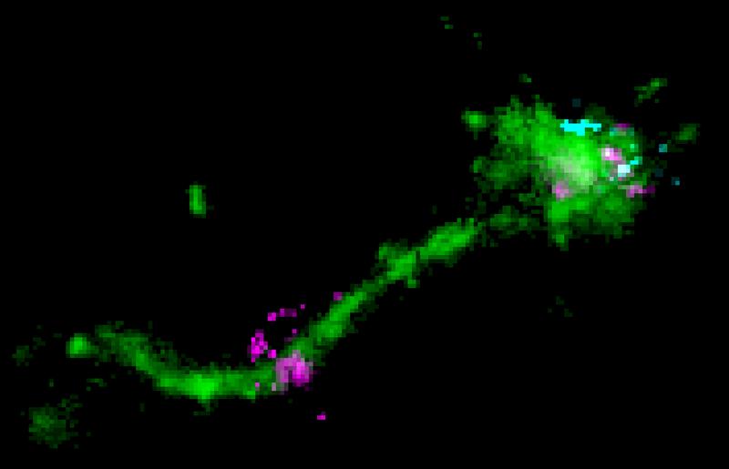 Ein LNP befindet sich auf einem langen endosomalen Tubulus (grün), zusammen mit einem senkrecht verlaufenden mRNA-Signal (cyan). Das Bild zeigt wahrscheinlich ein Entkommen von mRNA (lila).