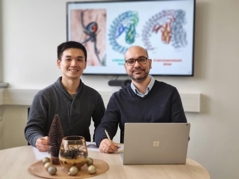 Keine Angst vor der Schwarzen Witwe: Studien-Erstautor Dr. Minghao Chen (l.) und Prof. Dr. Christos Gatsogiannis haben das Gift der Spinne genauer untersucht und dabei wichtige Erkenntnisse gewonnen.