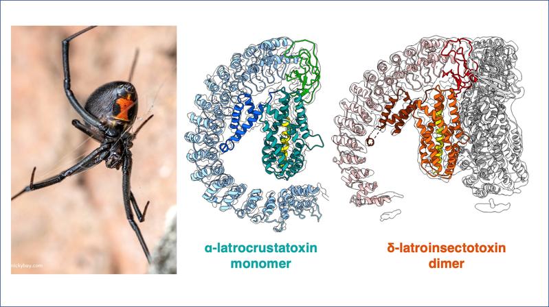 The team used cryo-electron microscopy to reveal the structures of toxins specific to insects and crustaceans (right) from the Black Widow (left).