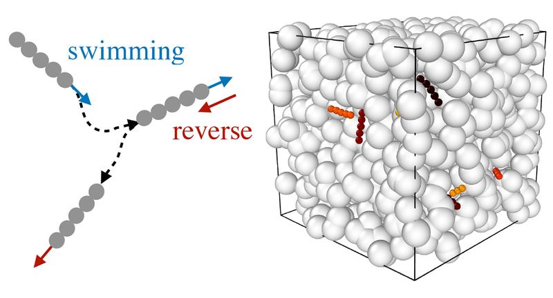 Hin- und Herbewegungen und Richtungsänderungen helfen Polymeren und Bakterien, durch die Poren einer komplex aufgebauten Umgebung zu navigieren, damit sie nicht in Sackgassen stecken bleiben.
