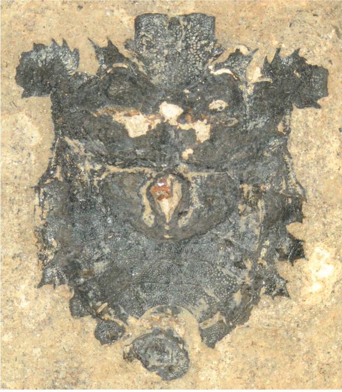 Neuentdeckung aus der Grube Messel: Die fossile Stinkwanze Eospinosus peterkulkai. 