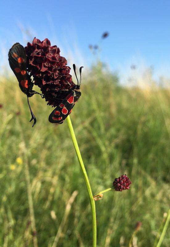 Flower-visiting butterflies (Zygaena) on Sanguisorba