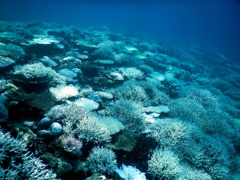 Korallenbleiche eines Riffes bei Mahé, Seychellen. Eine Korallenbleiche kann zum Absterben ganzer Riffe führen.
