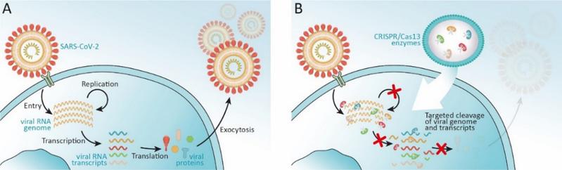 Abbildung 1: CRISPR/Cas13-Enzyme werden durch Genfähren (AAV-2) in die Zelle eingebracht und „zer-schneiden” dort gezielt verschiedene Stellen des viralen SARS-CoV-2 Genoms und seiner Transkripte.