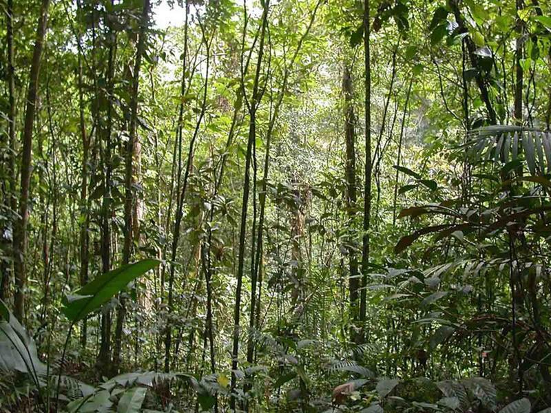 Relativ junger Sekundärwald in Costa Rica mit ähnlich großen, schlanken Stämmen und entsprechend geringer Strukturvielfalt. 