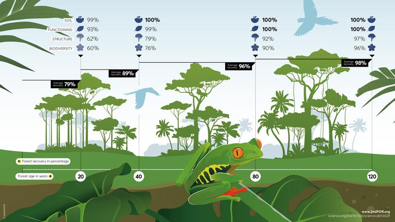 Recovery of tropical forests over time. The forests regrow naturally on abandoned agricultural lands. 