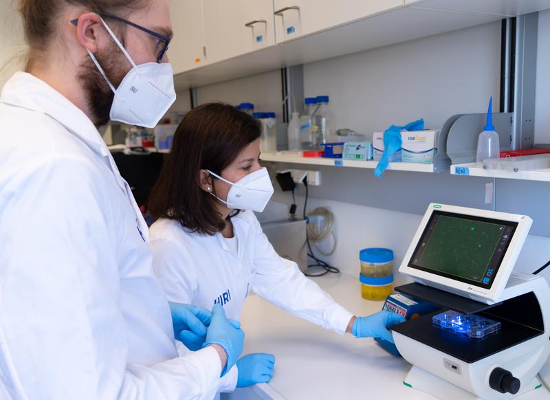 Jun Prof Neva Caliskan and Matthias Zimmer analyse the viral protein synthesis using fluorescence reporters in human cells