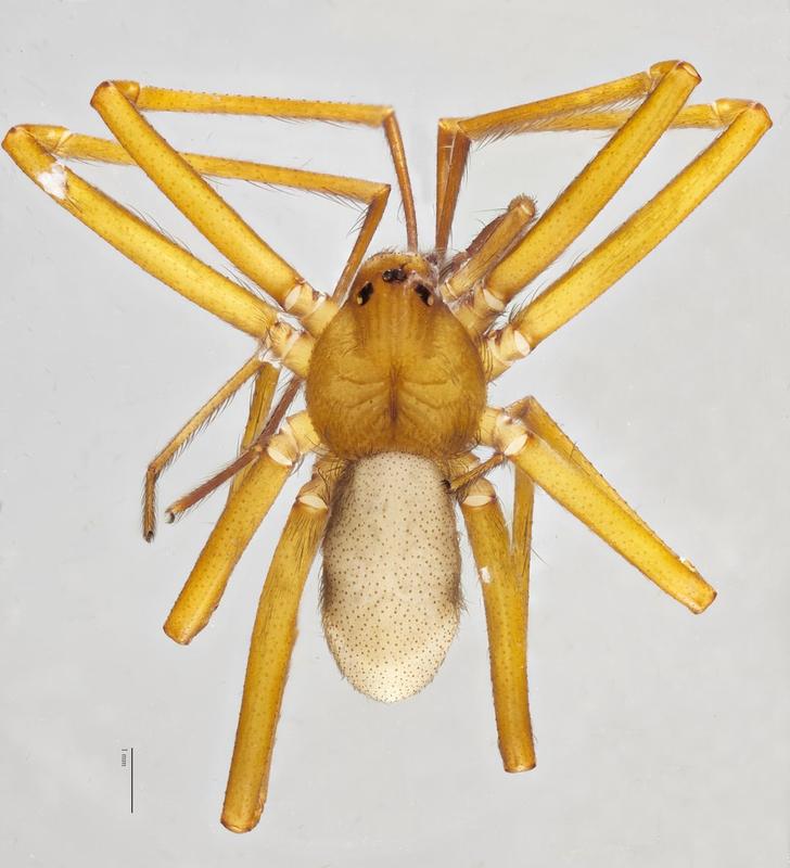 With the World Catalogue of Arachnids, a new international research platform for almost all arachnids has now been launched, here a new spider species, Loxosceles