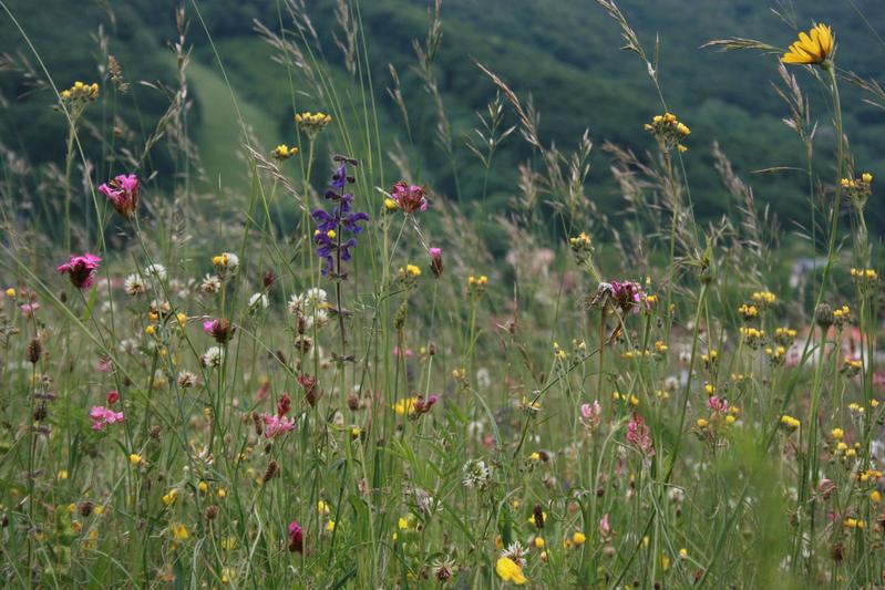 In the Alps, plant communities on nutrient-poor sites, such as this calcareous grassland, are increasingly pressured by immigrating nitrophilous species but have not yet been displaced.