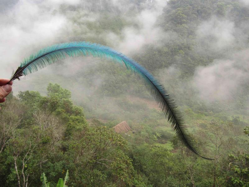Feder eines Quetzalvogels vor einem Nebelwaldtal in Mittelamerika