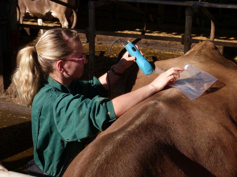 Dr. Susen Heimbürge taking hair samples from cows.