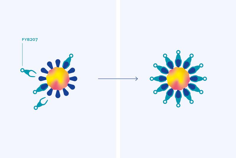 Indem es die Spike-Proteine des Virus blockiert, verhindert das Fusionsprotein FYB207 das Eindringen des Virus in Zellen und unterdrückt damit die weitere Vermehrung des Virus..