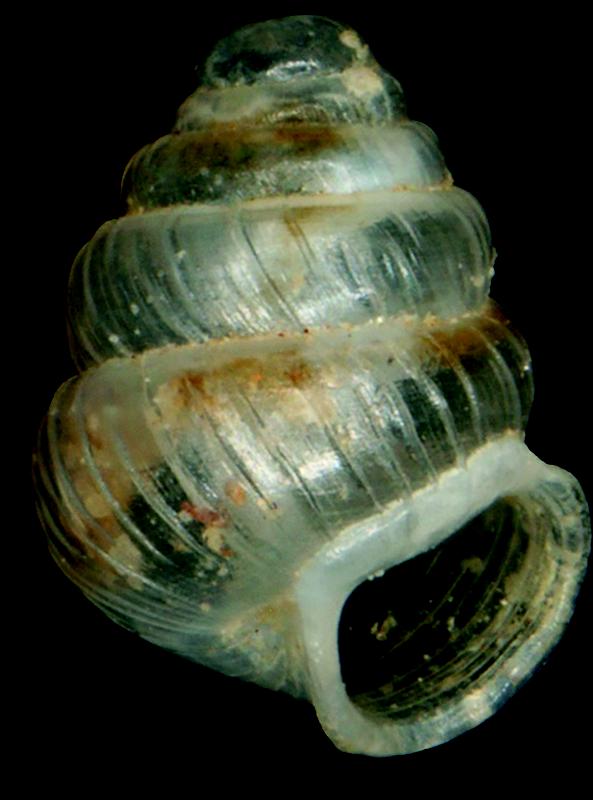   Die neu beschriebene Art Iberozospeum costulatum. 