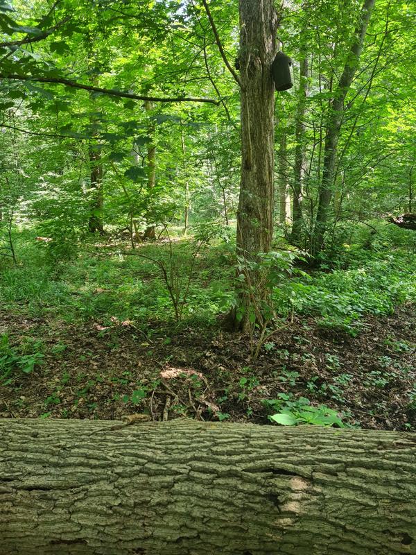 The site where the rare insect was found in the Burgaue nature reserve (floodplain forest in Leipzig, Saxony).