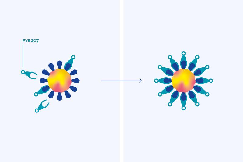 By blocking the virus' spike proteins, the FYB207 fusion protein prevents the virus from entering cells. Thus replication is suppressed.