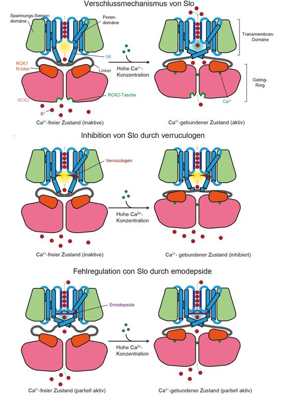 Funktion des Slowpoke-Kaliumkanals. Schematische Darstellung von Slo in der Ca2+-freien inaktiven (links) und Ca2+-gebundenen aktiven (rechts) Konformation.