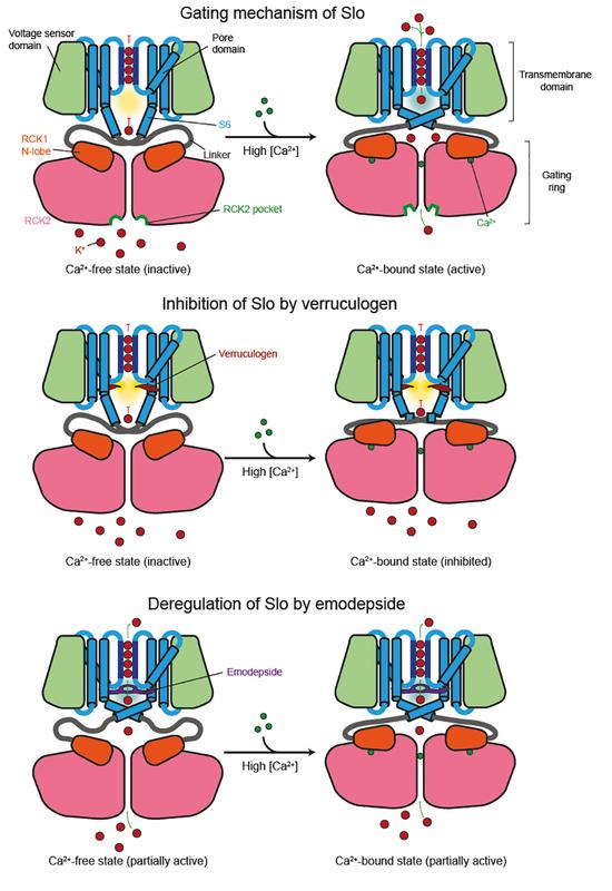 How the Slowpoke potassium channel works. Schematic representation of Slo in the Ca2+-free inactive (left) and Ca2+ bound active (right) conformation