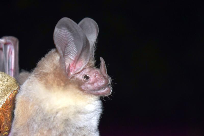 Eine insektenfressende Fledermaus in Kakaowäldern in Peru.