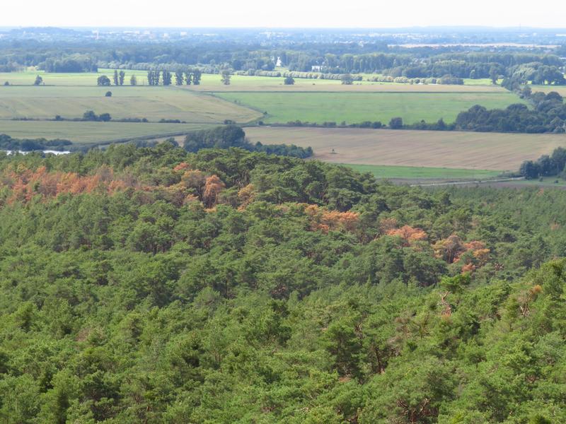 View of the forest canopy: Pine trees in Brandenburg, Germany.