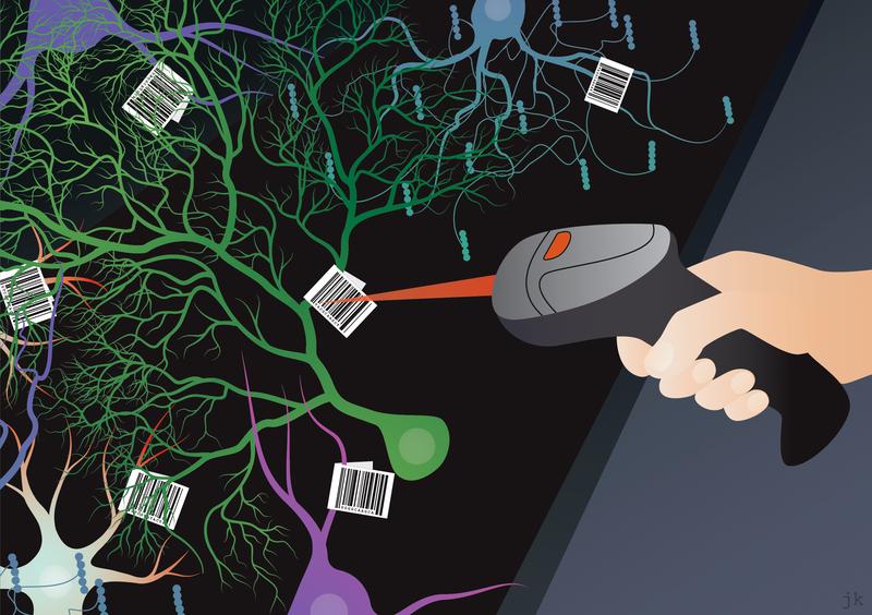 Während der Entwicklung entstehen im Gehirn aus Vorläuferzellen verschiedene Nervenzelltypen. Durch das Markieren der Vorläuferzellen mit einem DNA-Barcode können Forschende nachvollziehen, welche Zelltypen aus welchen Vorläuferzellen hervorgehen.