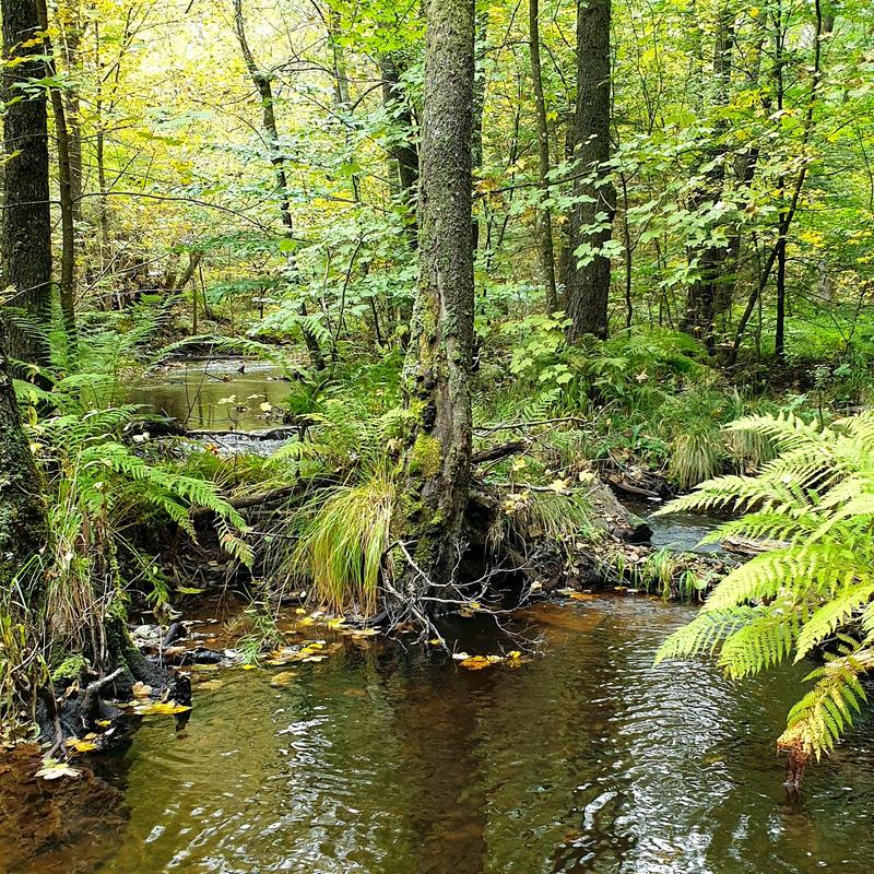 Traunbach bei Abentheuer