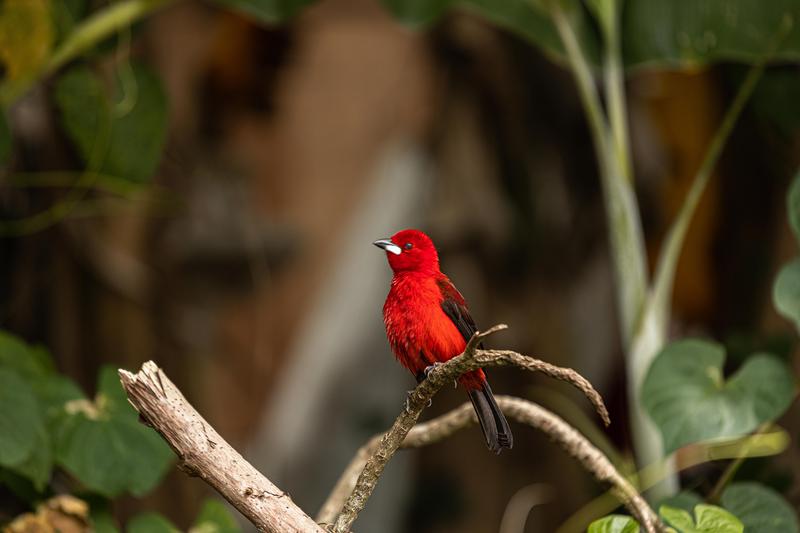 Um Biodiversität zu bewahren, müssen Schutzgebiete in Zukunft strategisch ausgewählt werden.