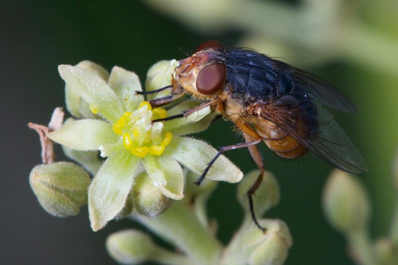 A blowfly vivits an avocado flower.