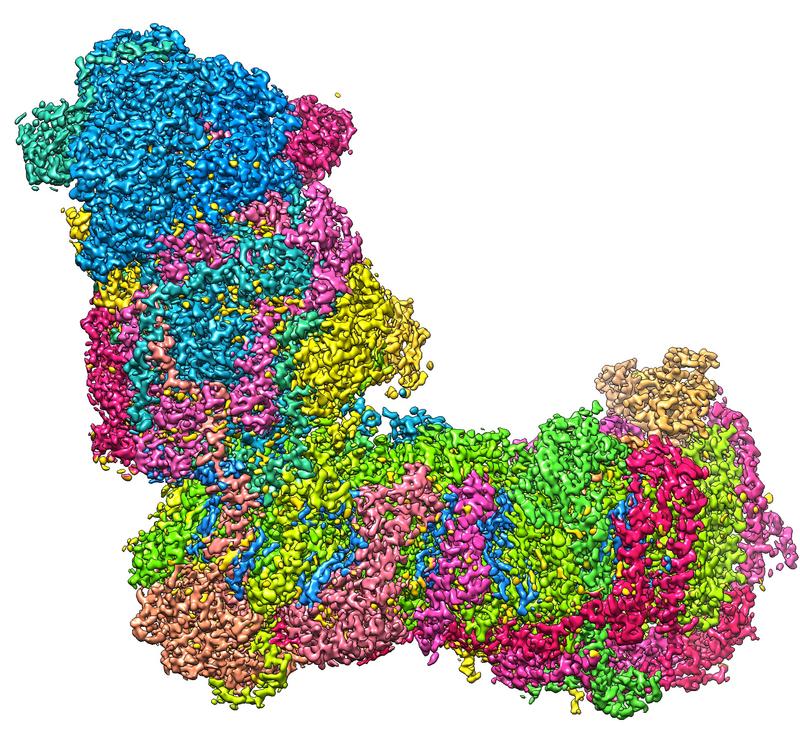 Fast wie ein Stiefel: Die L-förmige Struktur des mitochondrialen Komplex I bei einer Auflösung von 2,1 Ångström (0,00000021 Millimeter), aufgenommen mit einem Kryoelektronenmikroskop