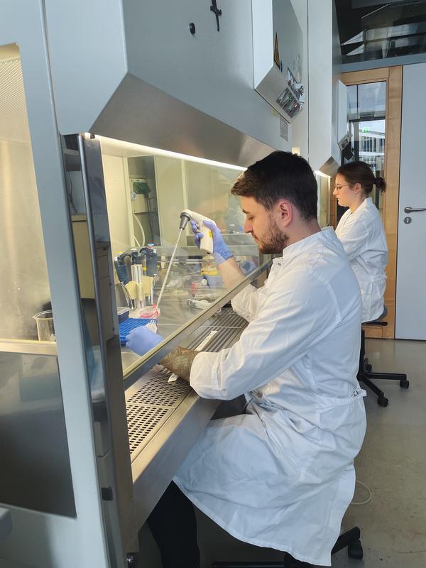 Philipp Rabe and Aenne-Dorothea Liebing, both authors of the study, working with cell cultures.