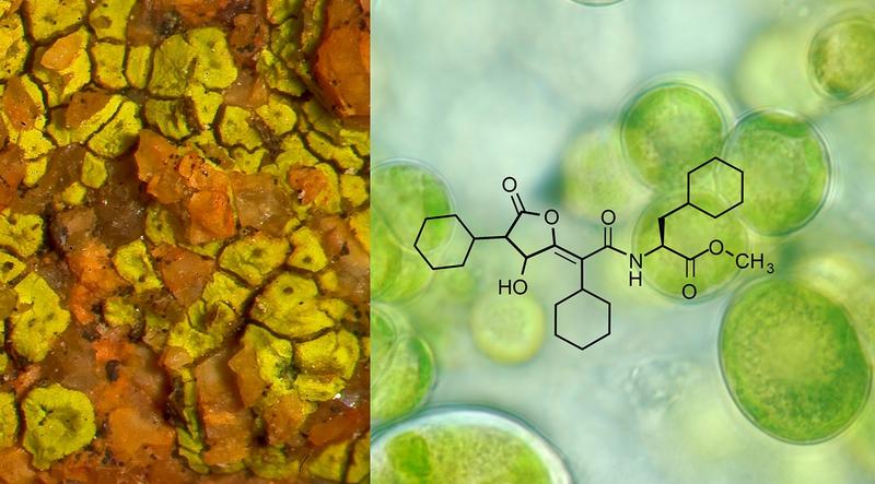 In Flechten schützt der Pilzpartner den Algenpartner anhand von Flechtenstoffen, z.B. der Rhizocarpsäure (Strukturformel) u.a. vor schädlicher UV-Strahlung. Li.: Flechte der Gattung Acarospora, re.: Flechtenalgen aus der Klasse der Trebouxiophyceae.