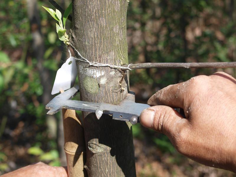 Vermessung eines Baumes im Rahmen des BEF-China-Experiments