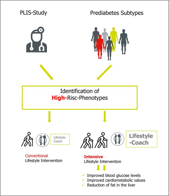 People with high-risk prediabetes benefit from intensive lifestyle intervention – more exercise improves blood glucose and cardiometabolic values as well as reduces liver fat content.  