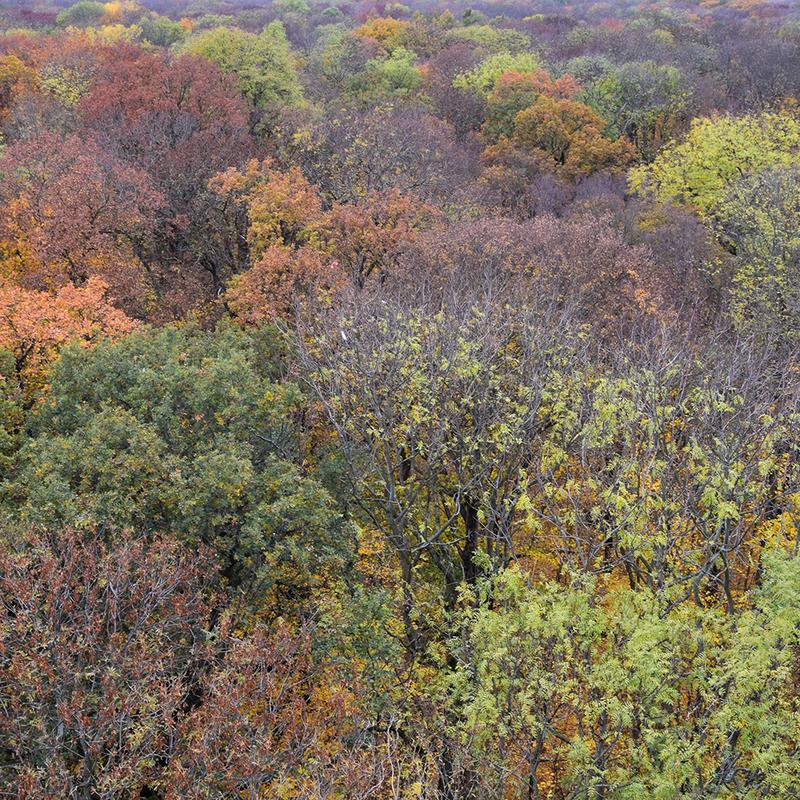Aerial view of treetops from the Leipzig Canopy Crane facility in autumn 2018.