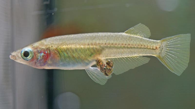 Ein brütendes Weibchen der Reisfisch-Art Oryzias eversi.