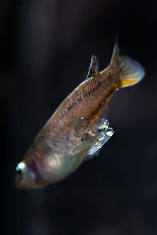 Die Weibchen bauchbrütender Reisfisch-Arten schützen ihren Nachwuchs, indem sie ihn – durch einen Plug im Körperinneren verankert - mit sich tragen.