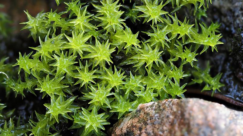 Moos des Jahres 2022:  Das Sparrige Kleingabelzahnmoos (Diobelonella palustris).