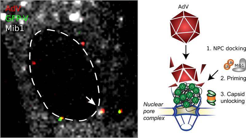 Adenoviren (AdV) docken an Kernporenkomplex (NPC, gestrichelte Linie) an. Zelluläres Enzym Mind bomb1 (Mib1, grau-weisse Strukturen) wird aktiviert und entfernt Protein V (GFP-V, grüne Punkte). Enthüllte Virus-DNA wird dann in Zellkern importiertiert.